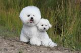 BICHON FRISE 305